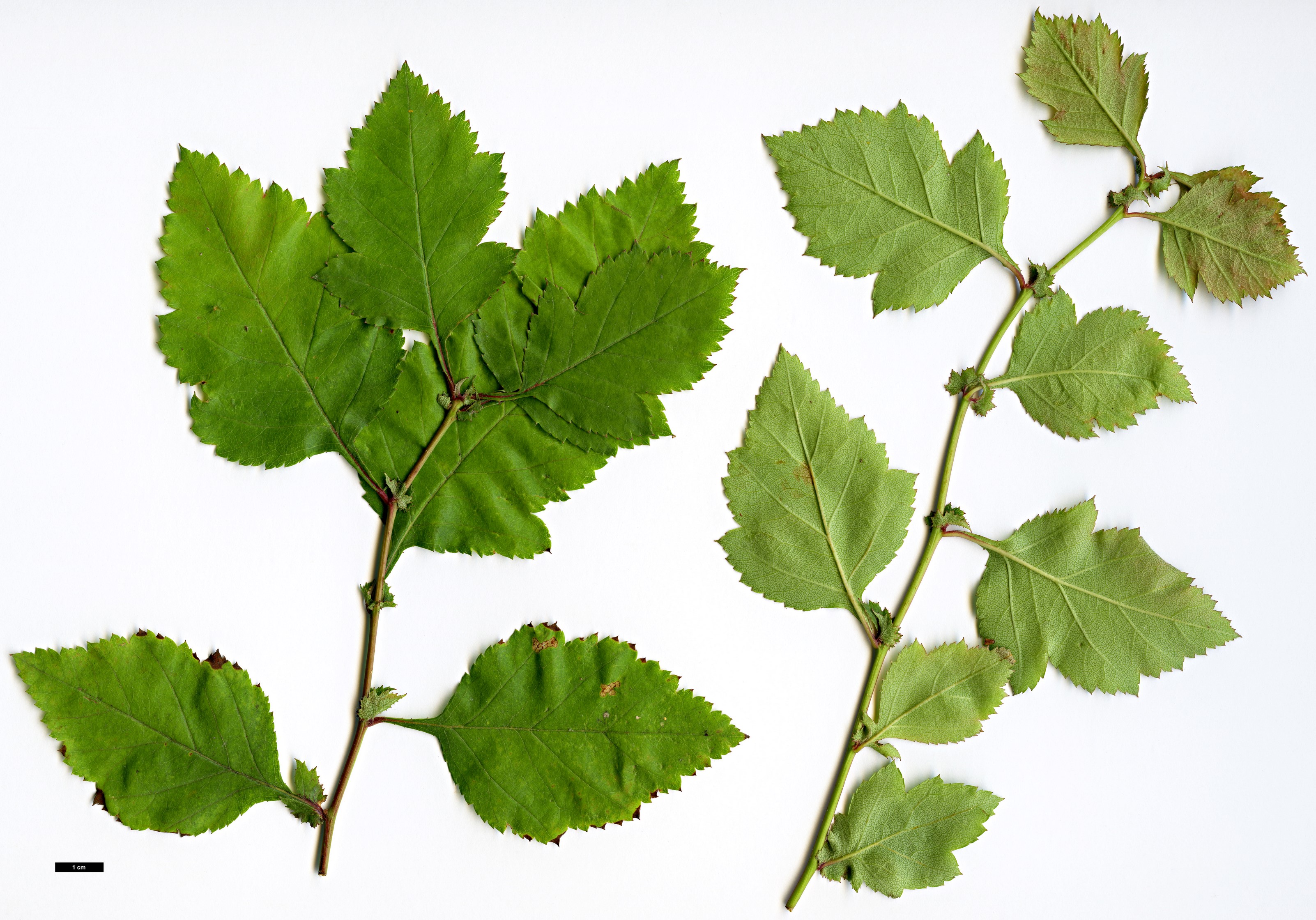 High resolution image: Family: Rosaceae - Genus: Crataegus - Taxon: intricata - SpeciesSub: var. straminea